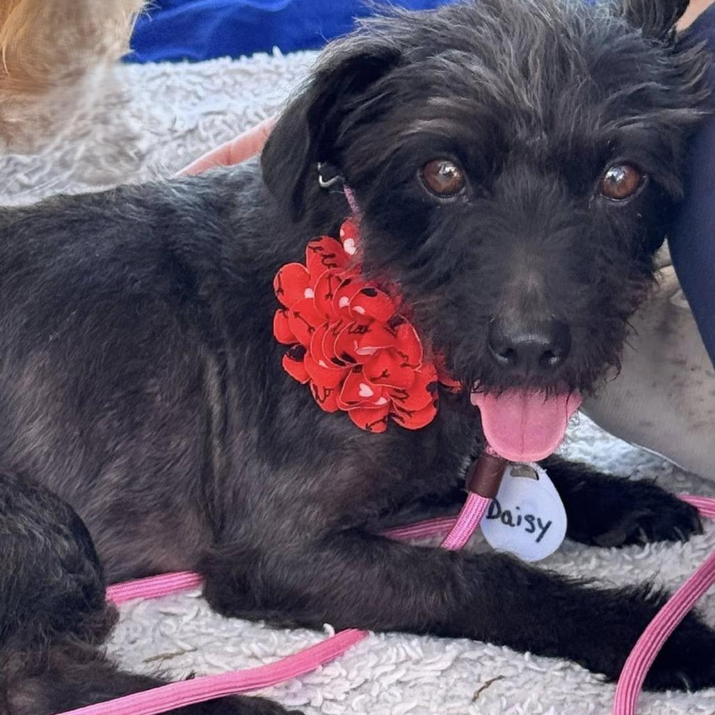 Daisy — thumbnail 4