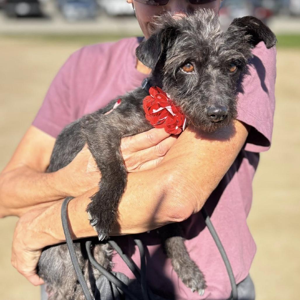 Daisy — thumbnail 5