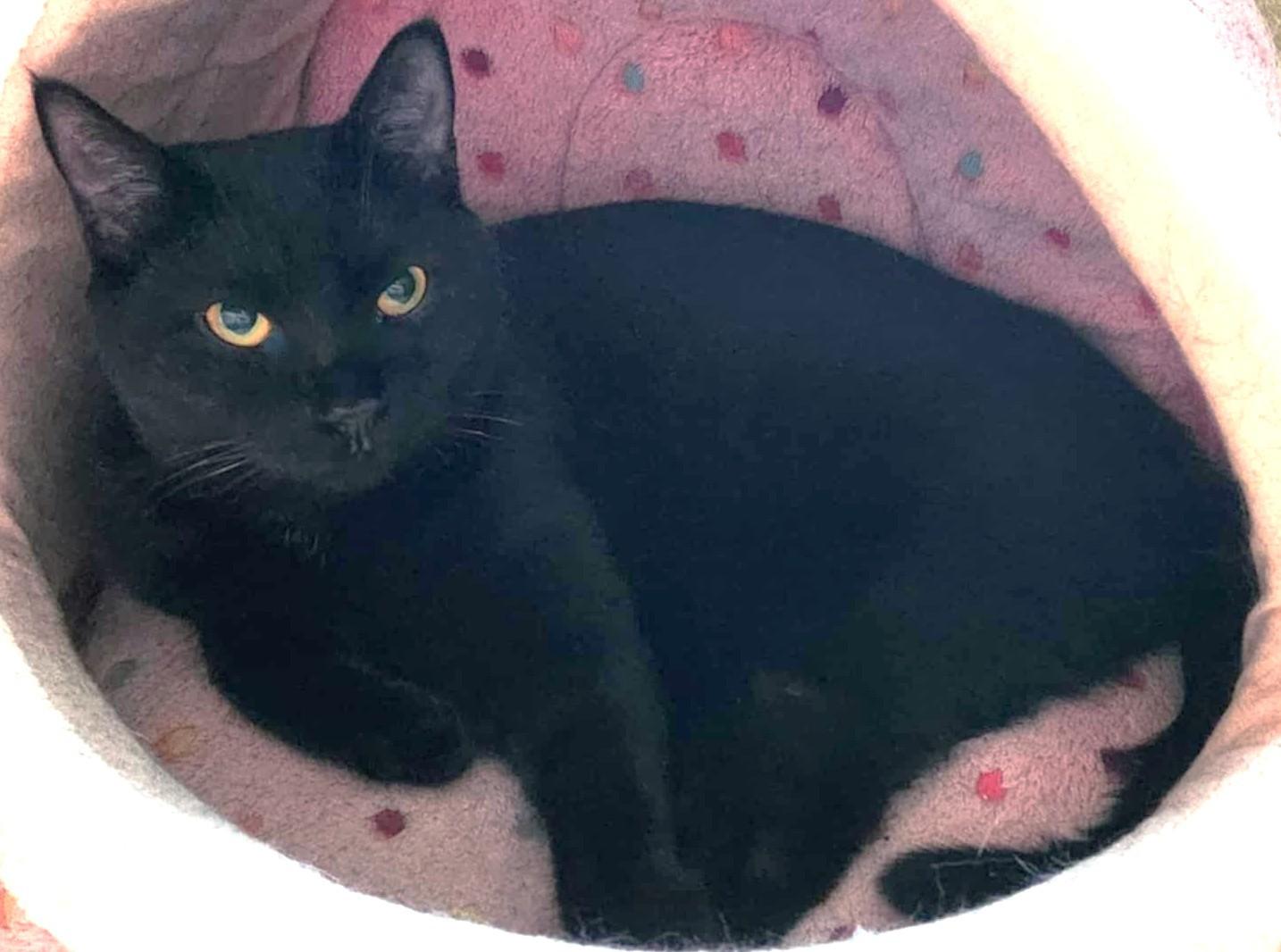 Gipsy, a Adoptable Domestic Short Hair in Chertsey, QC image 4/4