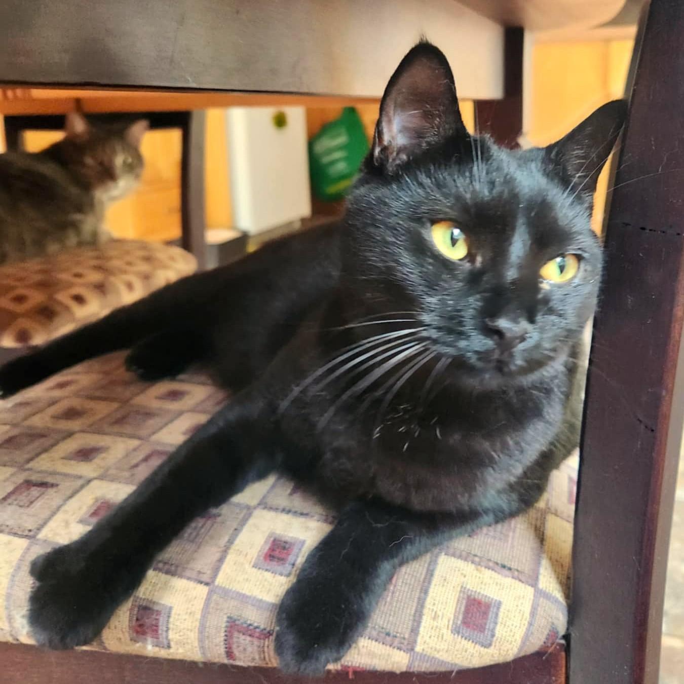 Gipsy, a Adoptable Domestic Short Hair in Chertsey, QC image 2/4