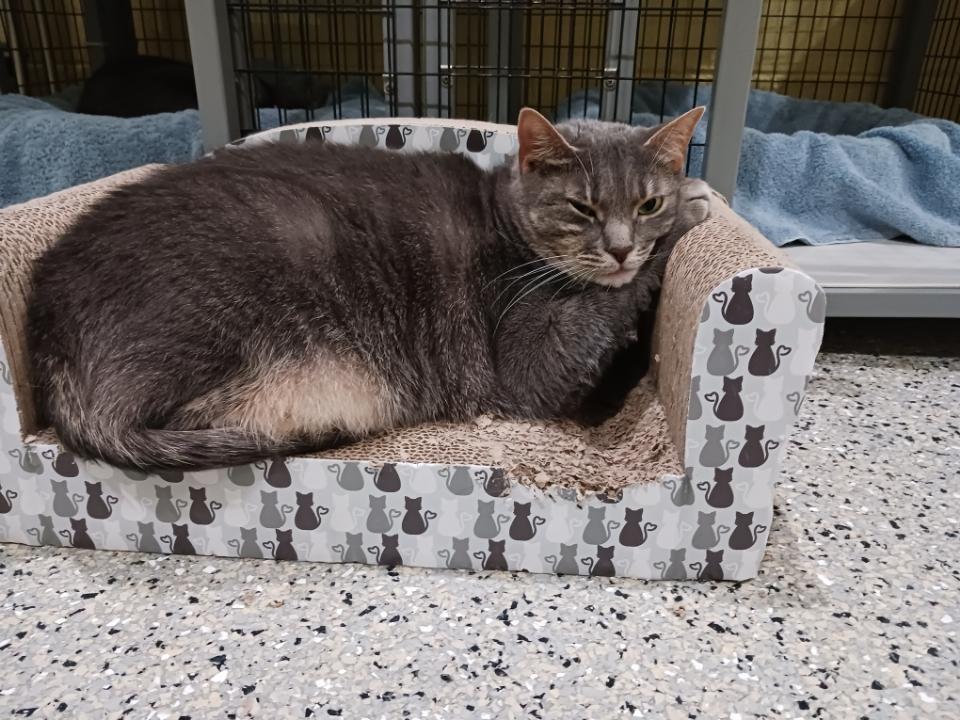 Jackpot, a Adoptable Domestic Short Hair in Kinnelon, NJ image 6/6