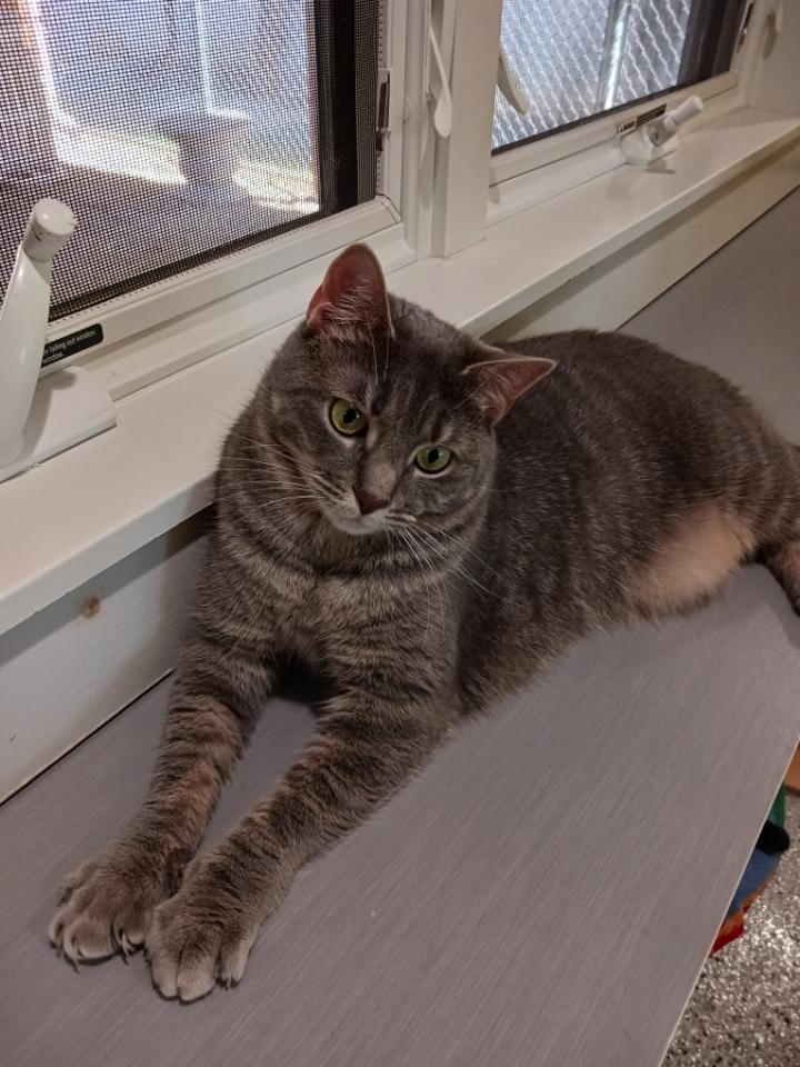 Jackpot, Adoptable, Adult Female Domestic Short Hair.