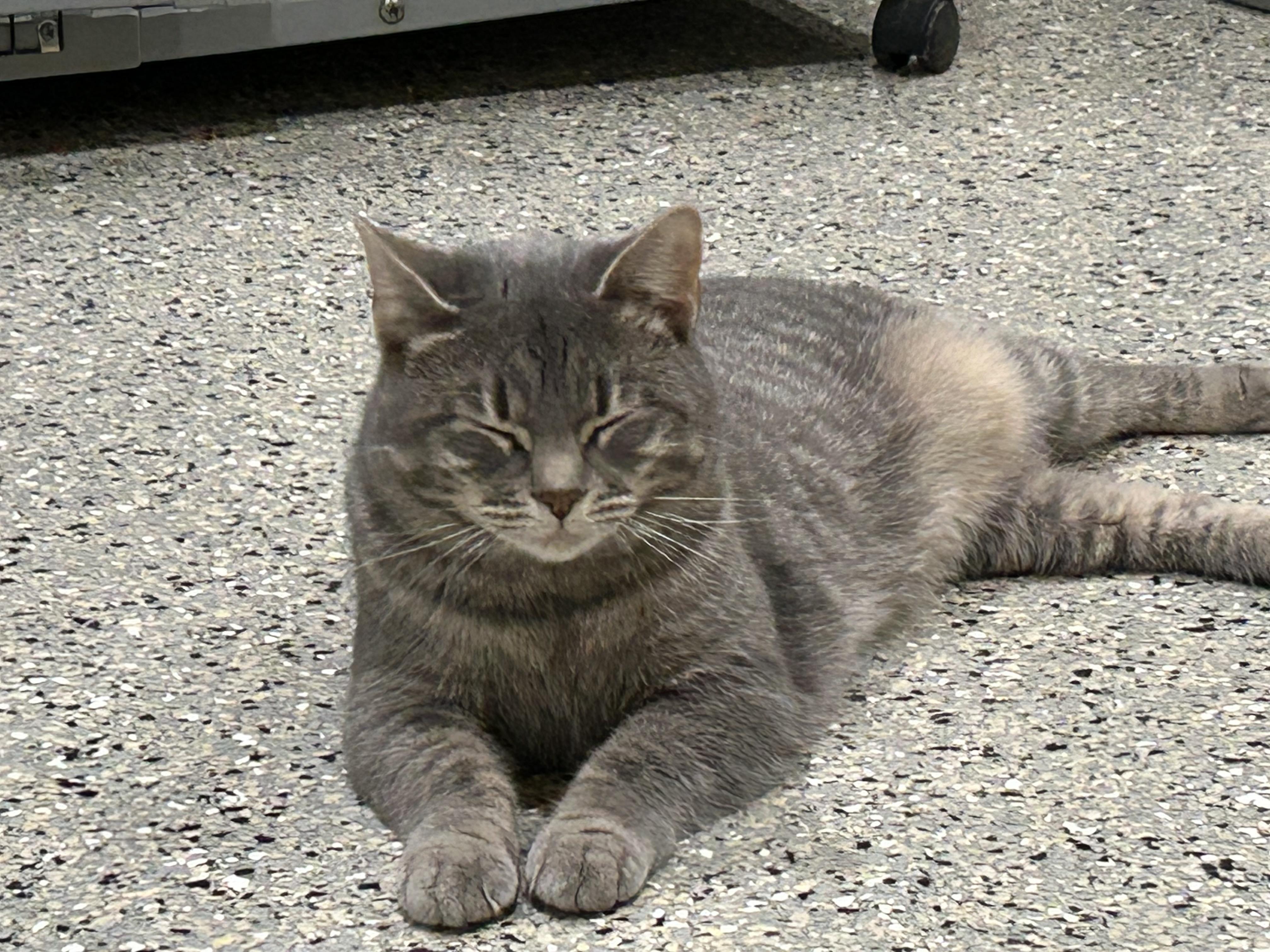 Jackpot, a Adoptable Domestic Short Hair in Kinnelon, NJ image 3/6