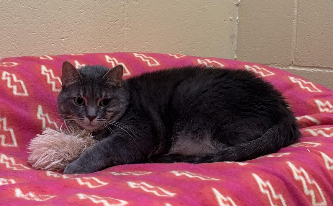 Enlarge Jackpot, a Adoptable Domestic Short Hair in Kinnelon, NJ image 2/6