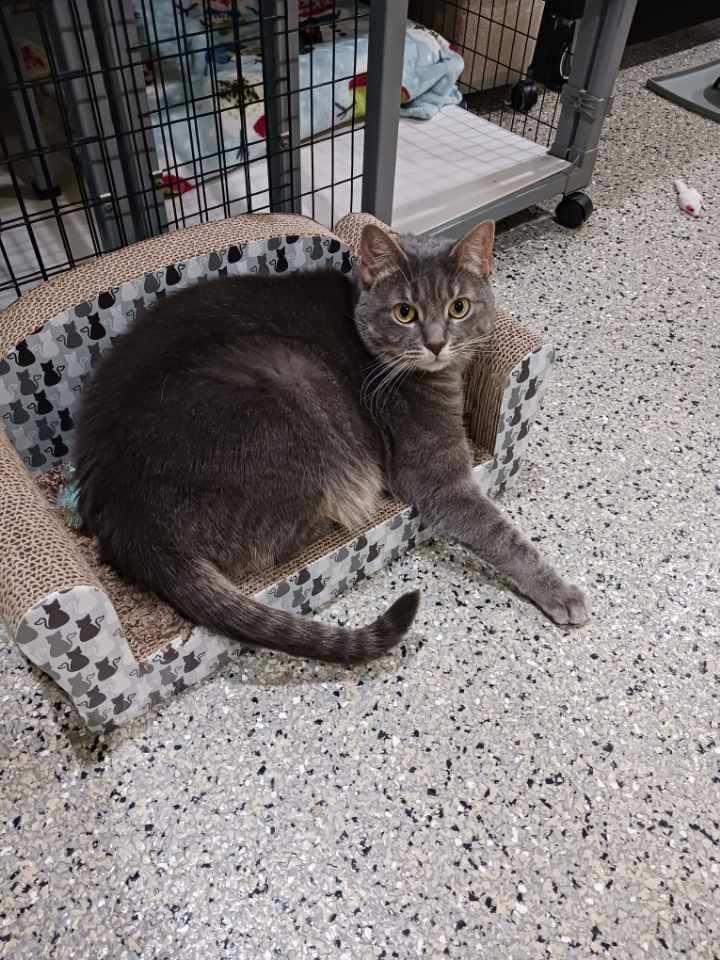 Jackpot, a Adoptable Domestic Short Hair in Kinnelon, NJ image 5/6