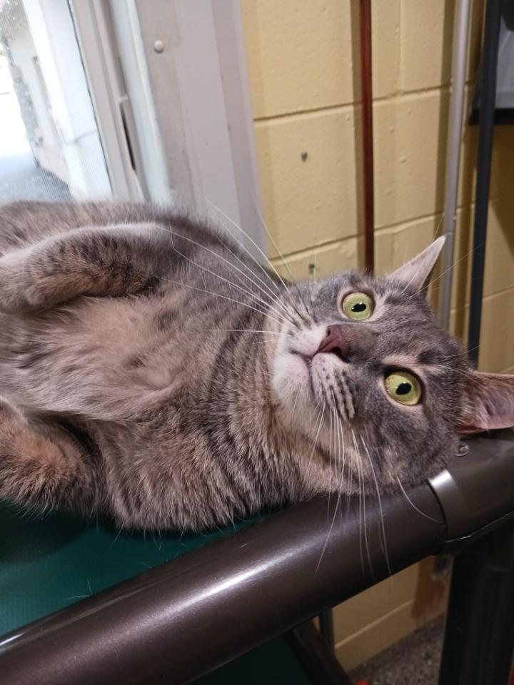 Jackpot, a Adoptable Domestic Short Hair in Kinnelon, NJ image 4/6