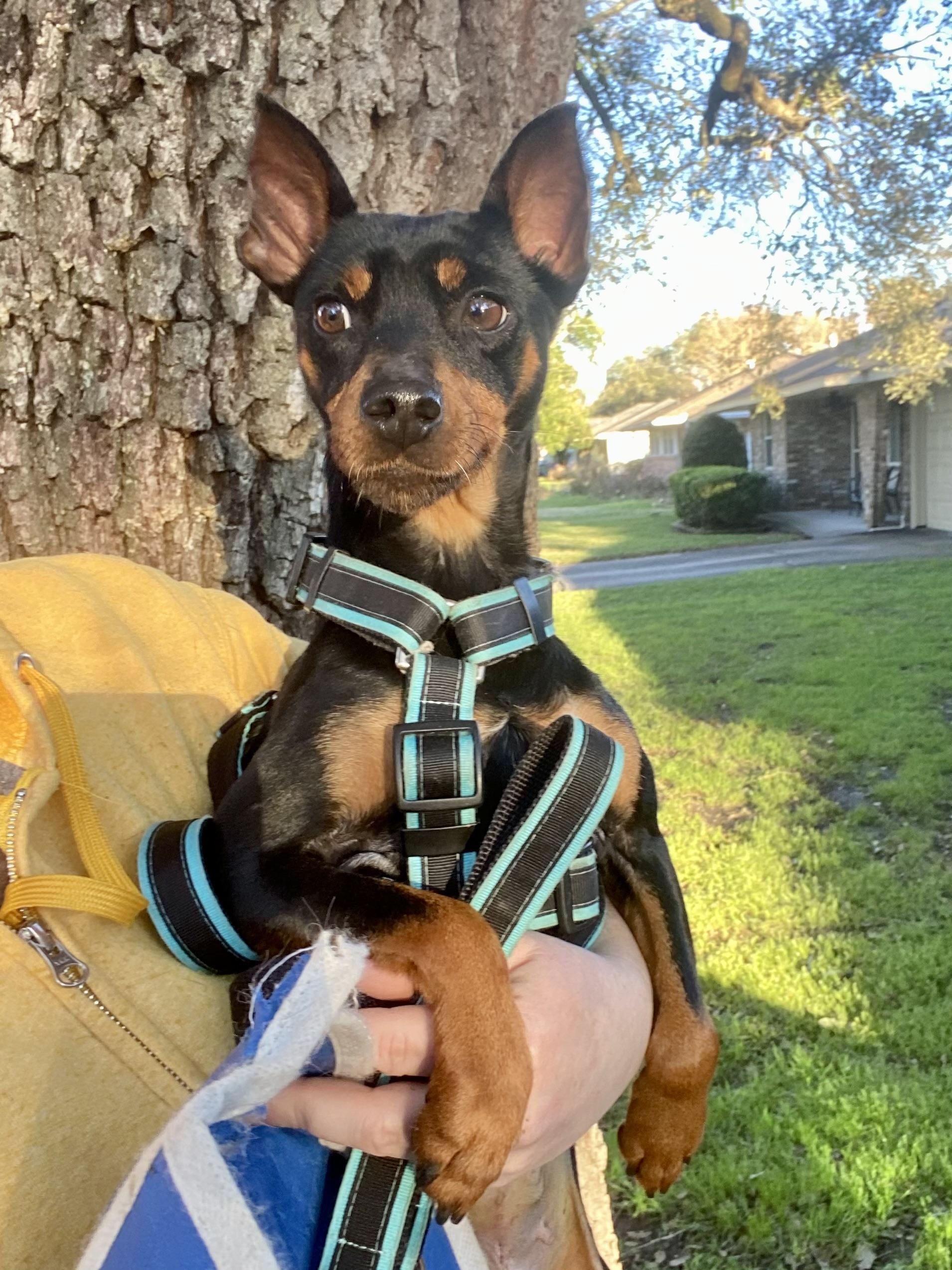 Luke & Leia (bonded pair), a Adoptable Miniature Pinscher in Houston, TX image 2/6