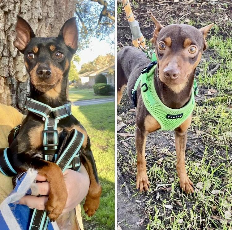 Luke & Leia (bonded pair), a Adoptable Miniature Pinscher in Houston, TX image 1/6