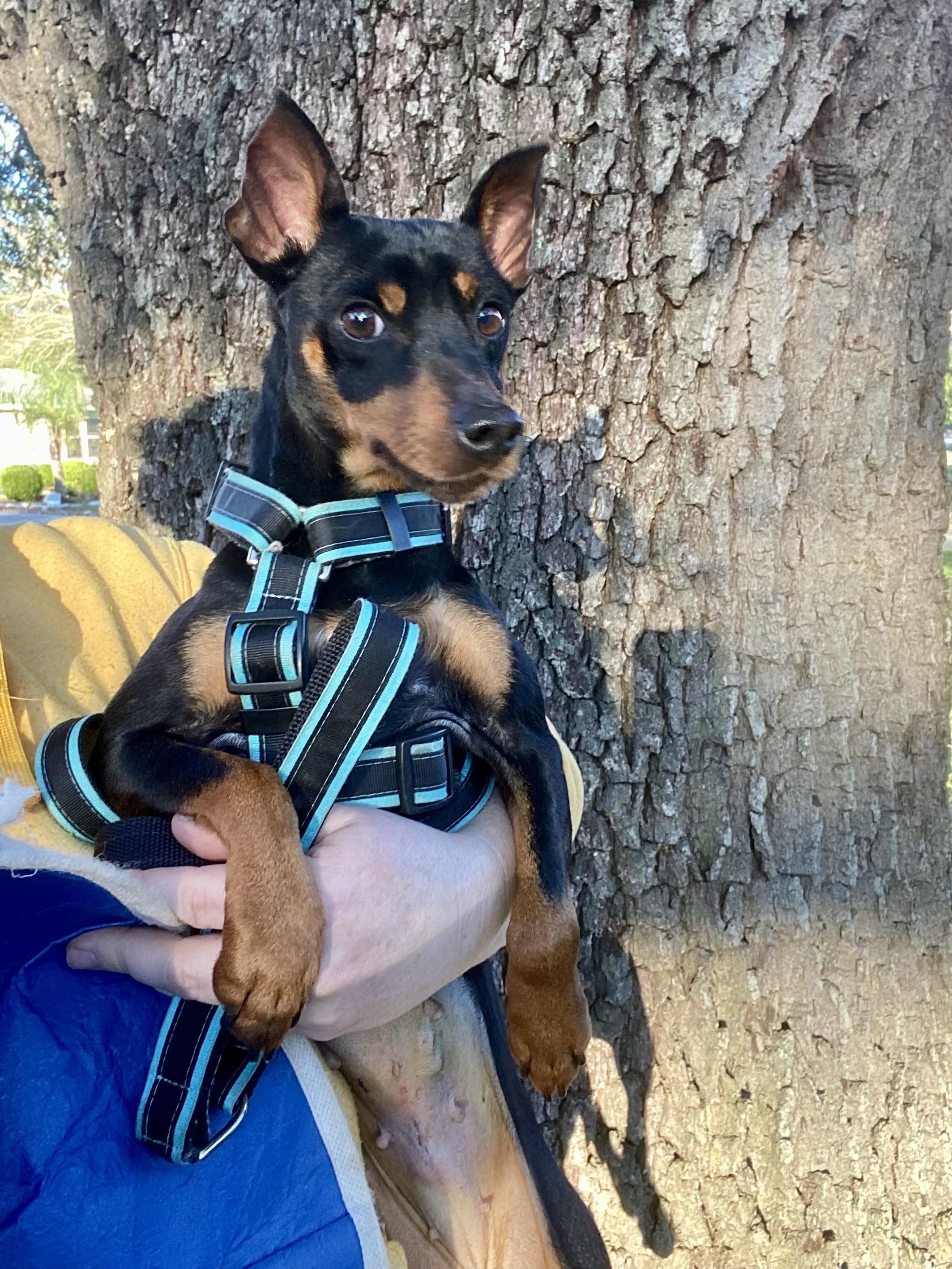 Luke & Leia (bonded pair), a Adoptable Miniature Pinscher in Houston, TX image 4/6