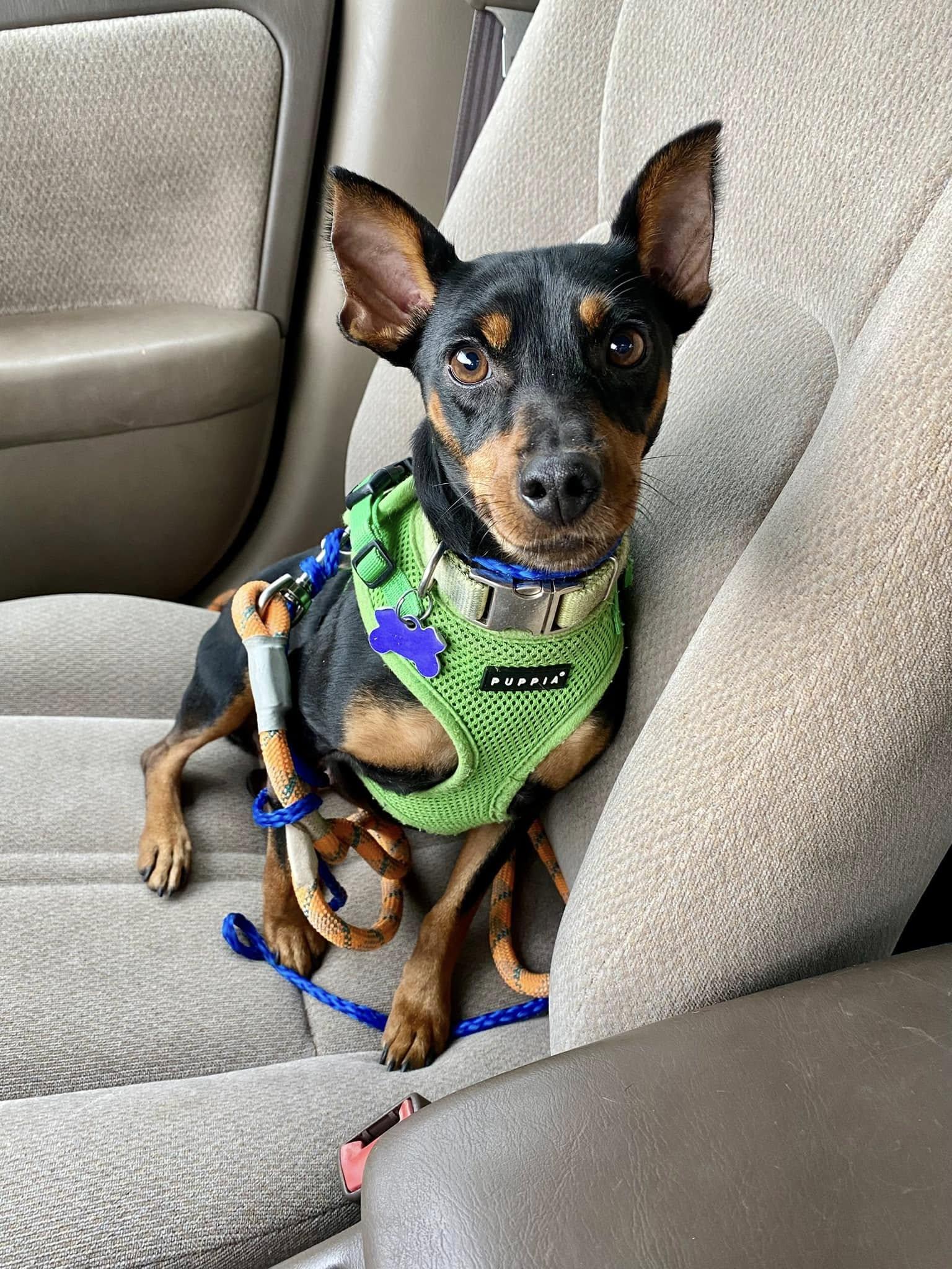 Luke & Leia (bonded pair) Miniature Pinscher Dog