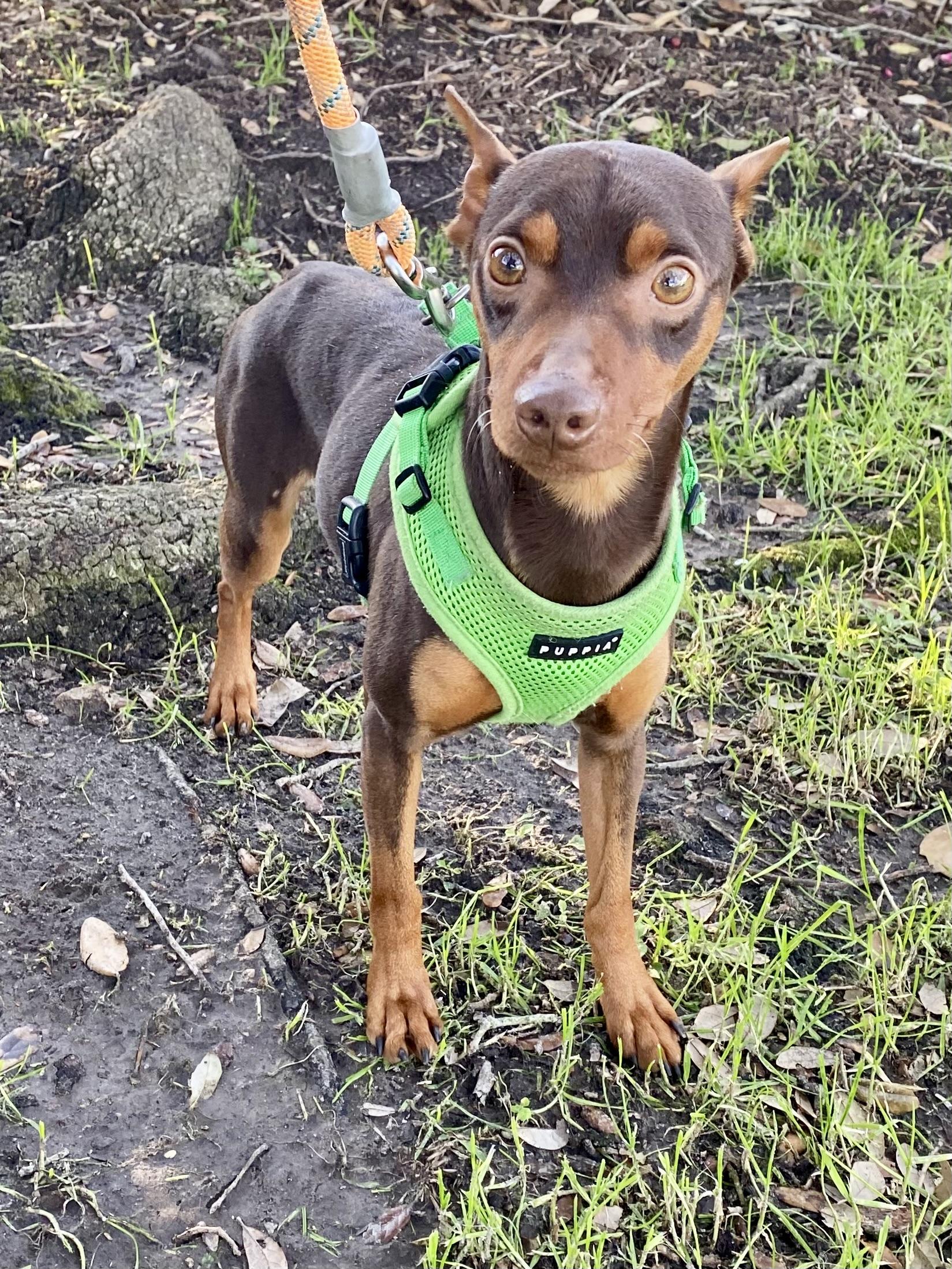 Luke & Leia (bonded pair), a Adoptable Miniature Pinscher in Houston, TX image 5/6