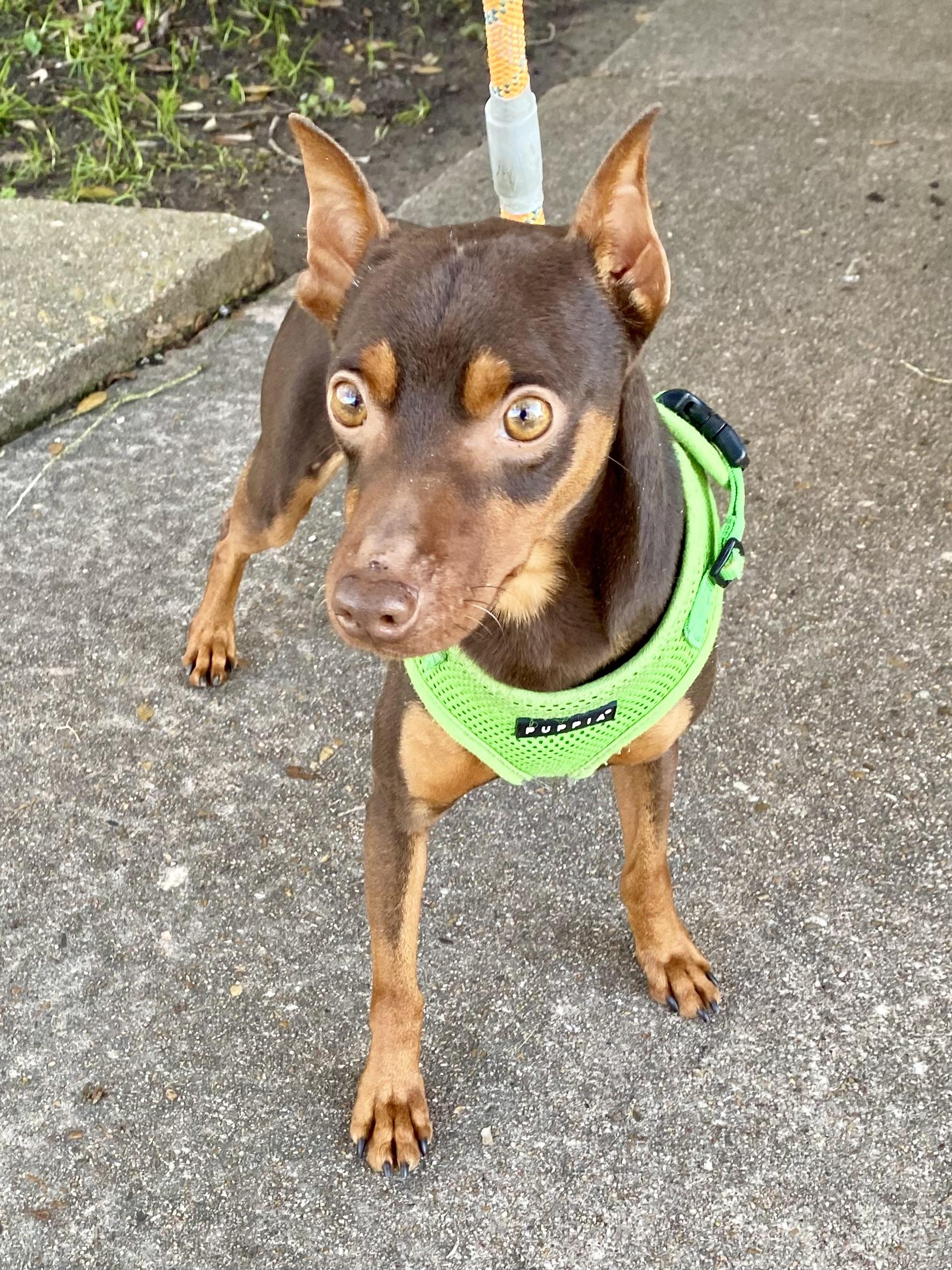Luke & Leia (bonded pair), a Adoptable Miniature Pinscher in Houston, TX image 6/6