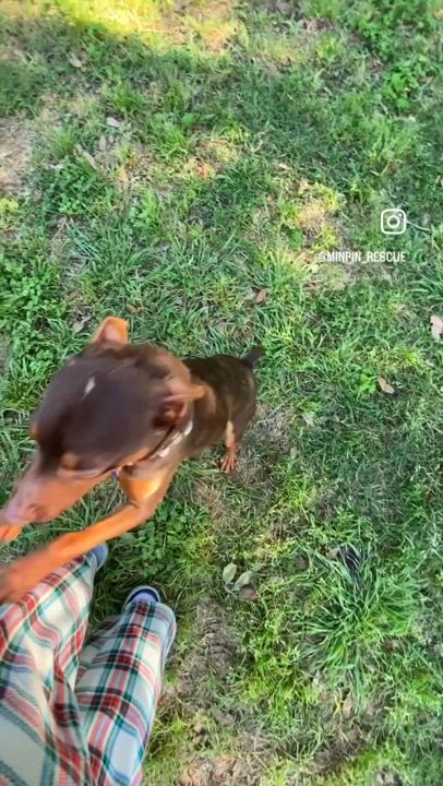 Enlarge Luke & Leia (bonded pair), a Adoptable Miniature Pinscher in Houston, TX video 3/6