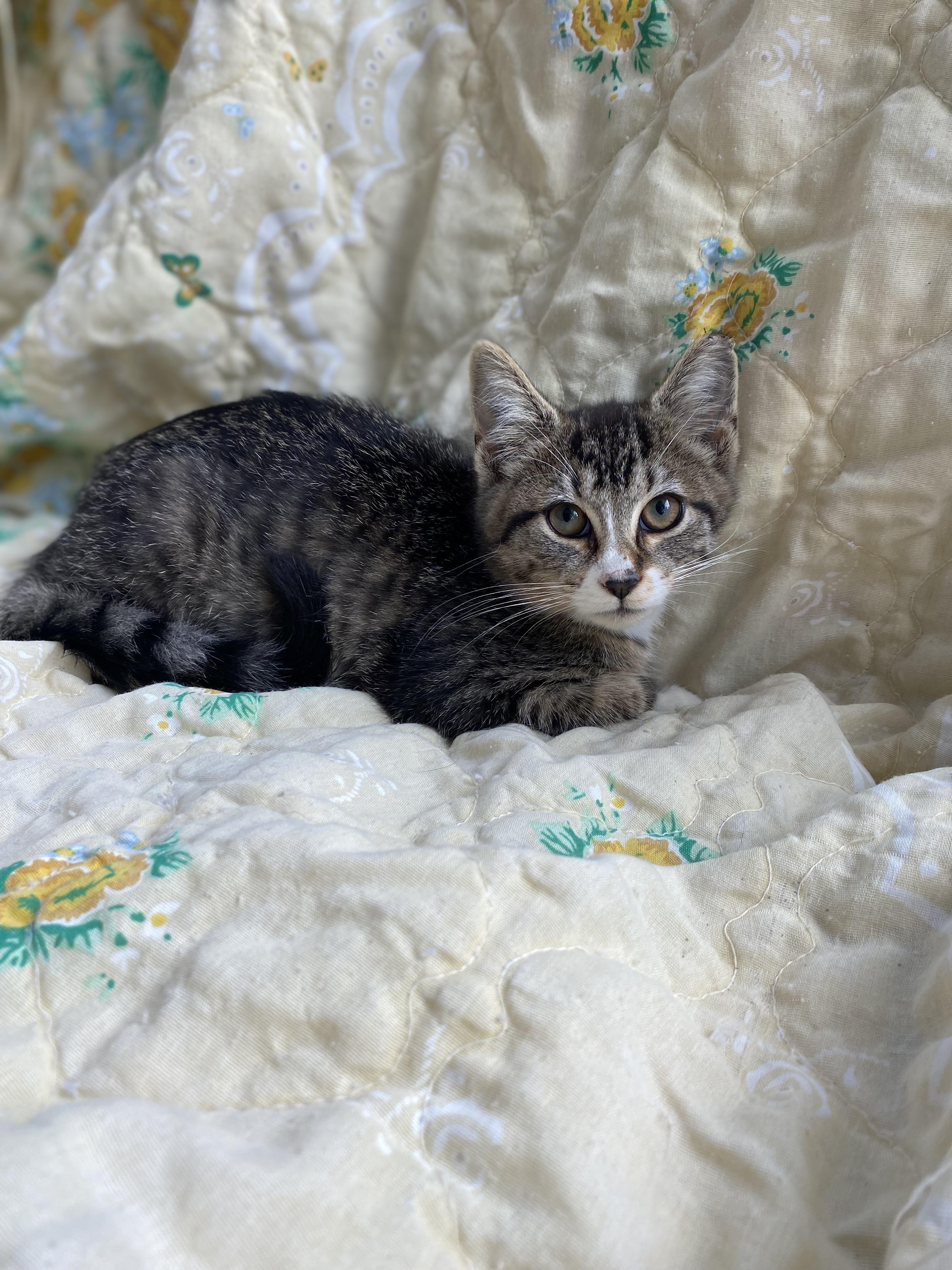 Enlarge Dolly & Polly, a Adoptable mixed breed in Dansville, NY image 3/3
