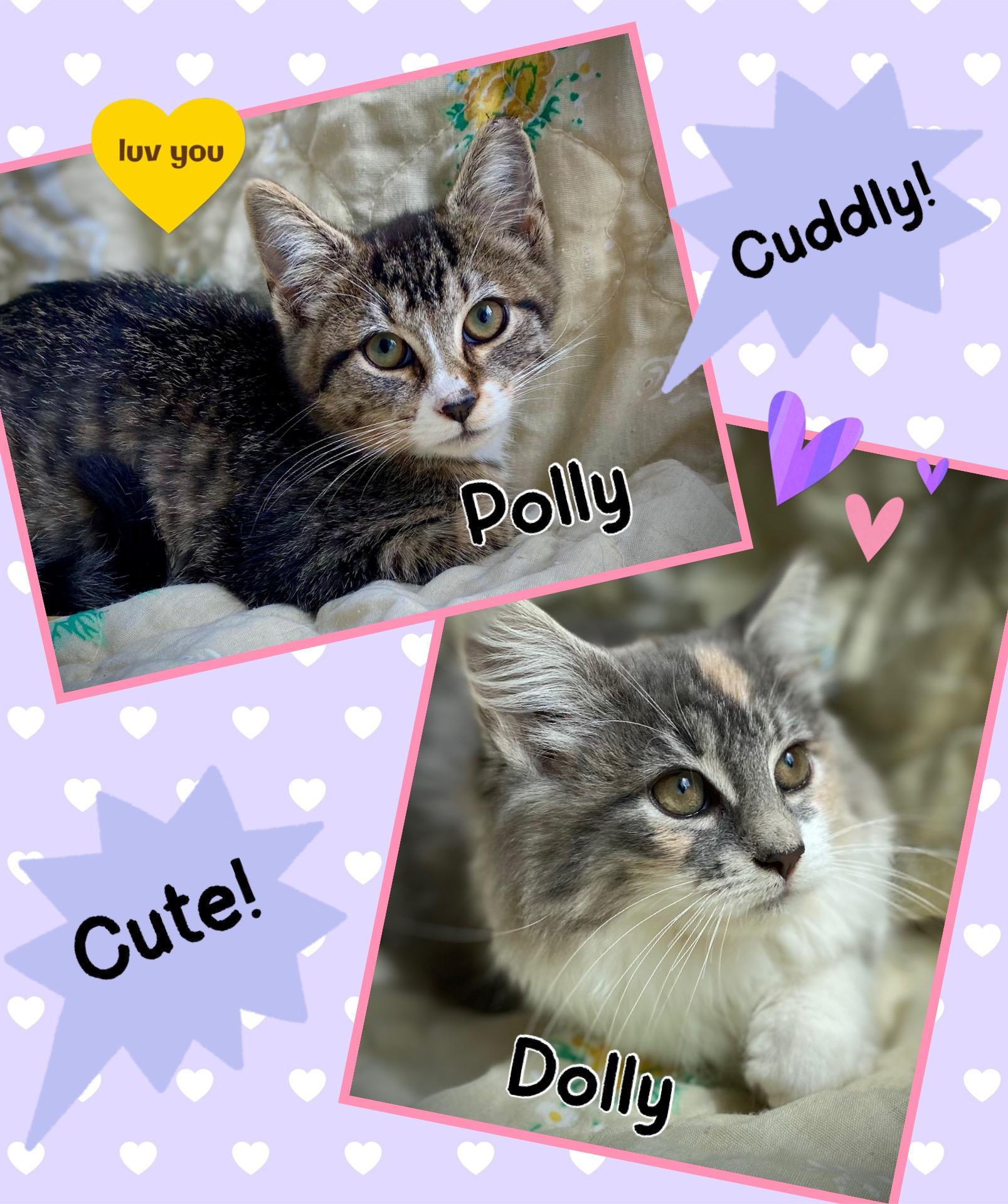 Enlarge Dolly & Polly, a Adoptable mixed breed in Dansville, NY image 1/3