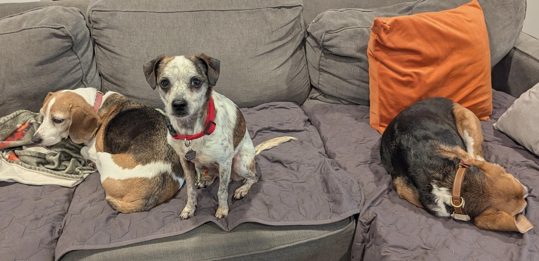 Moo moo, a Adoptable mixed breed in San Jose, CA image 4/5