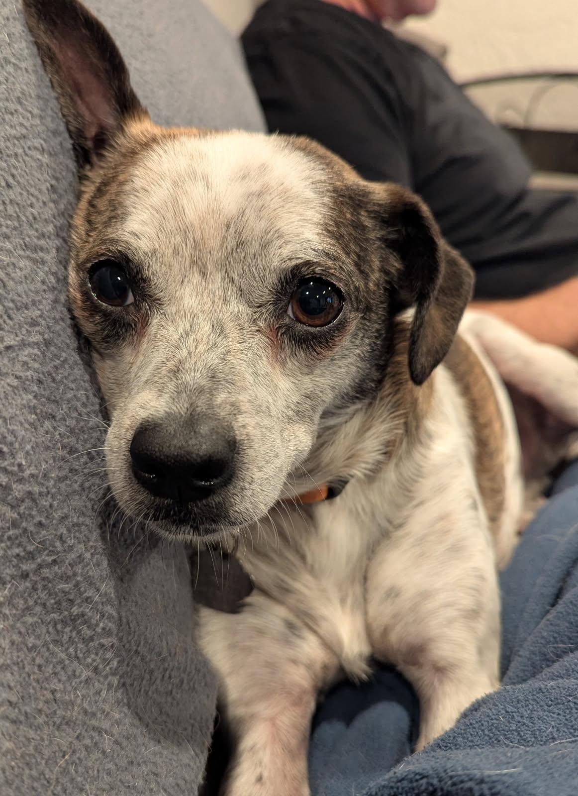 Moo moo, a Adoptable mixed breed in San Jose, CA image 2/5