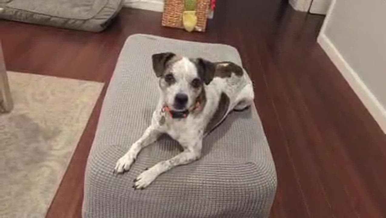 Enlarge Moo moo, a Adoptable mixed breed in San Jose, CA video 3/5