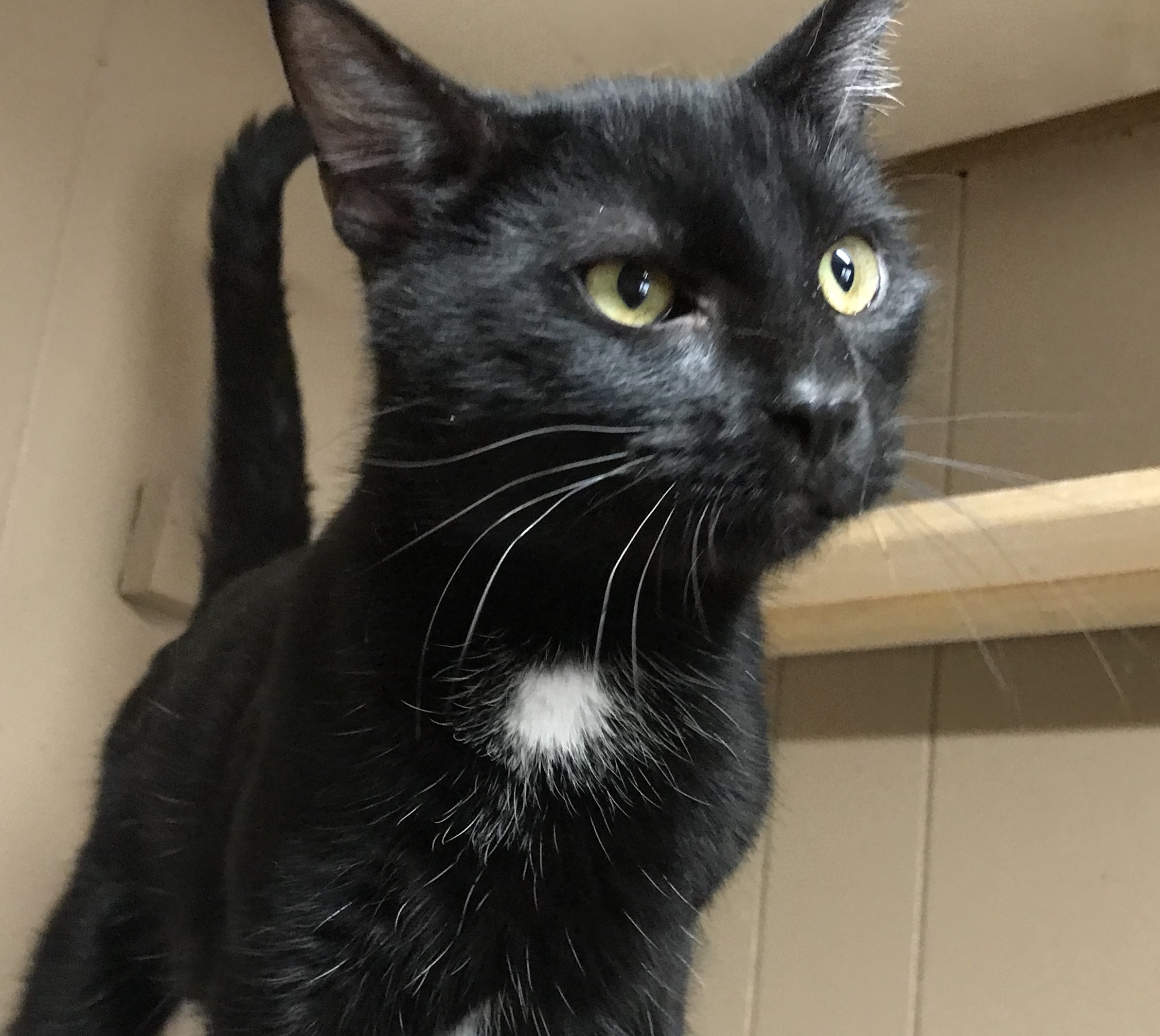 Enlarge Neptune , a Adoptable mixed breed in Yellville, AR image 1/8