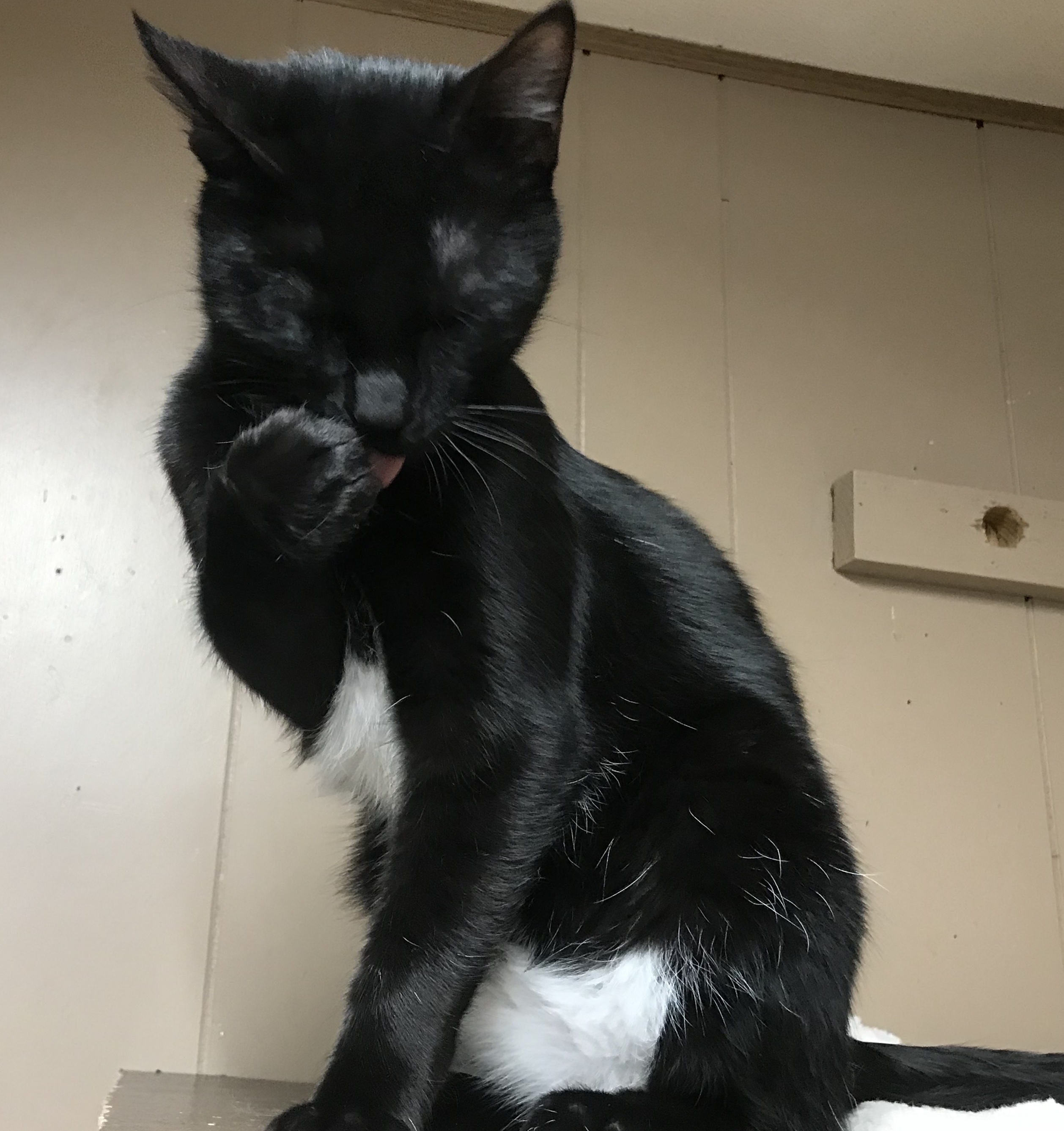 Enlarge Neptune , a Adoptable mixed breed in Yellville, AR image 2/8