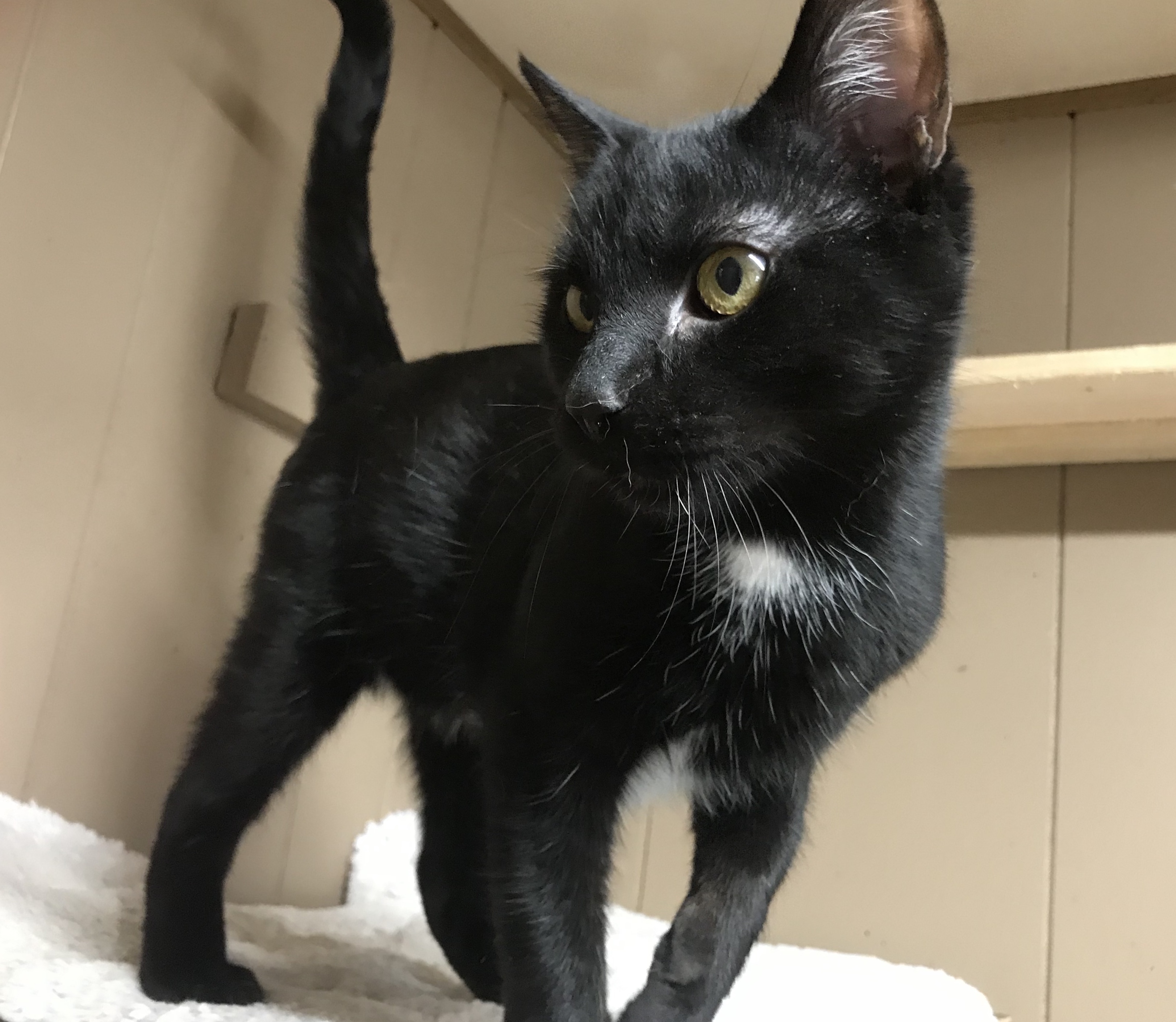 Enlarge Neptune , a Adoptable mixed breed in Yellville, AR image 3/8