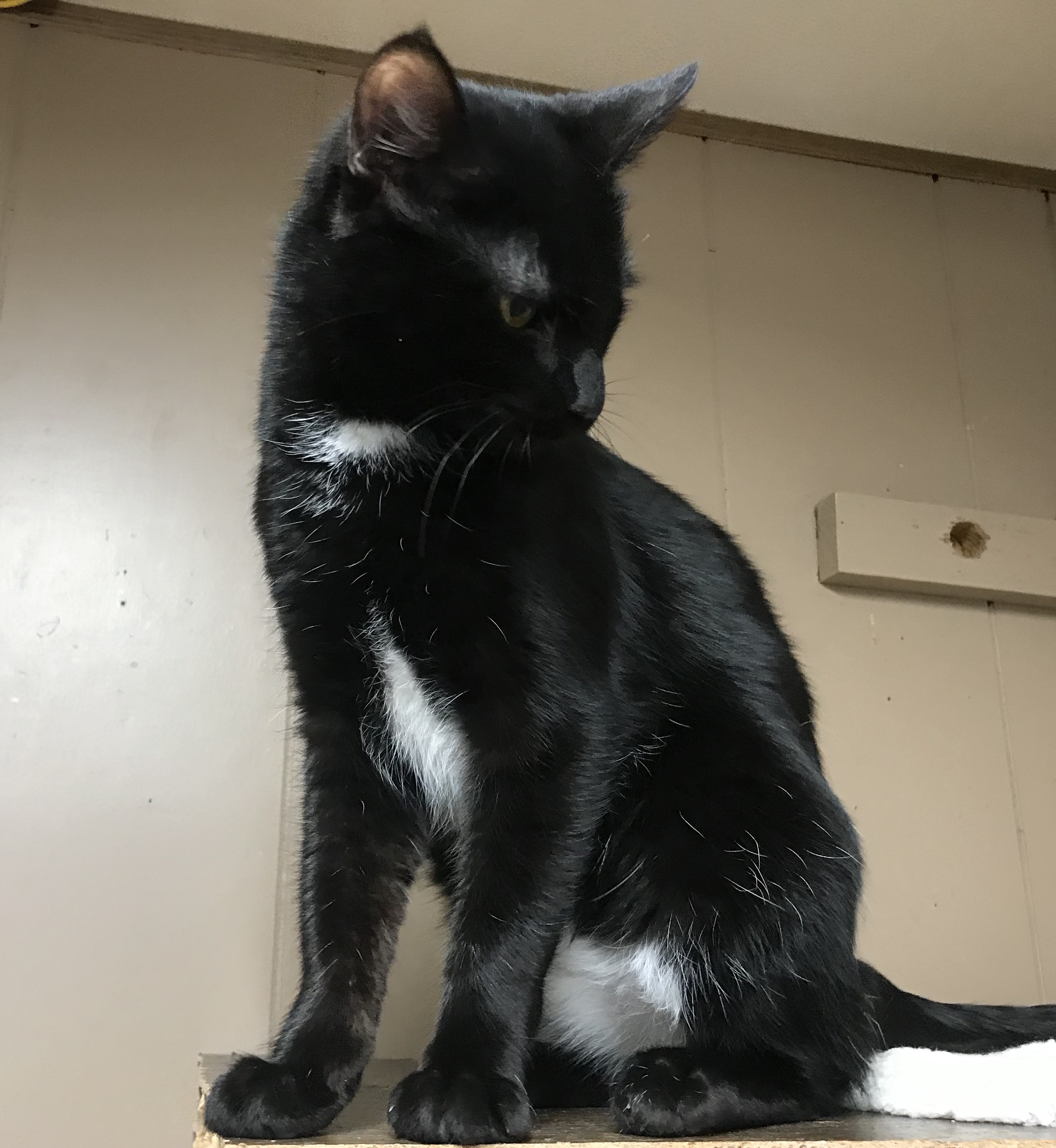 Enlarge Neptune , a Adoptable mixed breed in Yellville, AR image 4/8