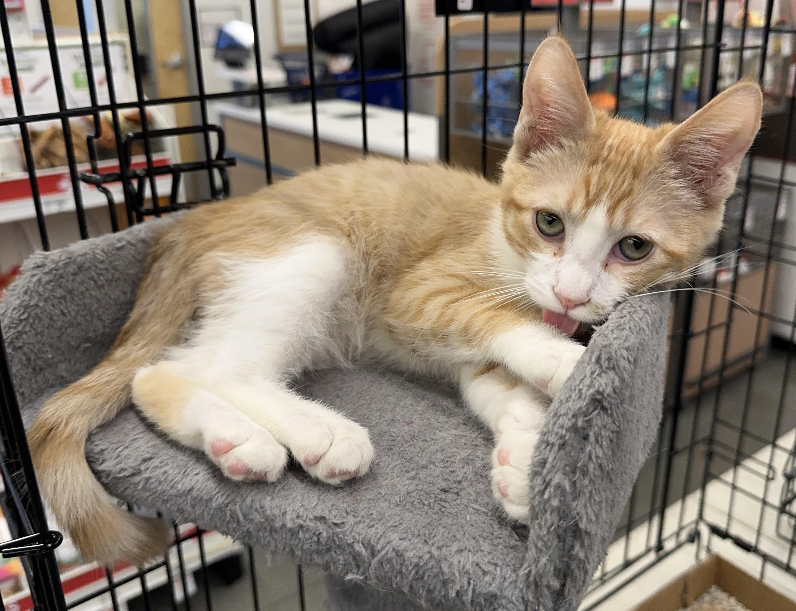 Enlarge Chopper, a Adopted Domestic Short Hair in Winchester, CA image 2/4