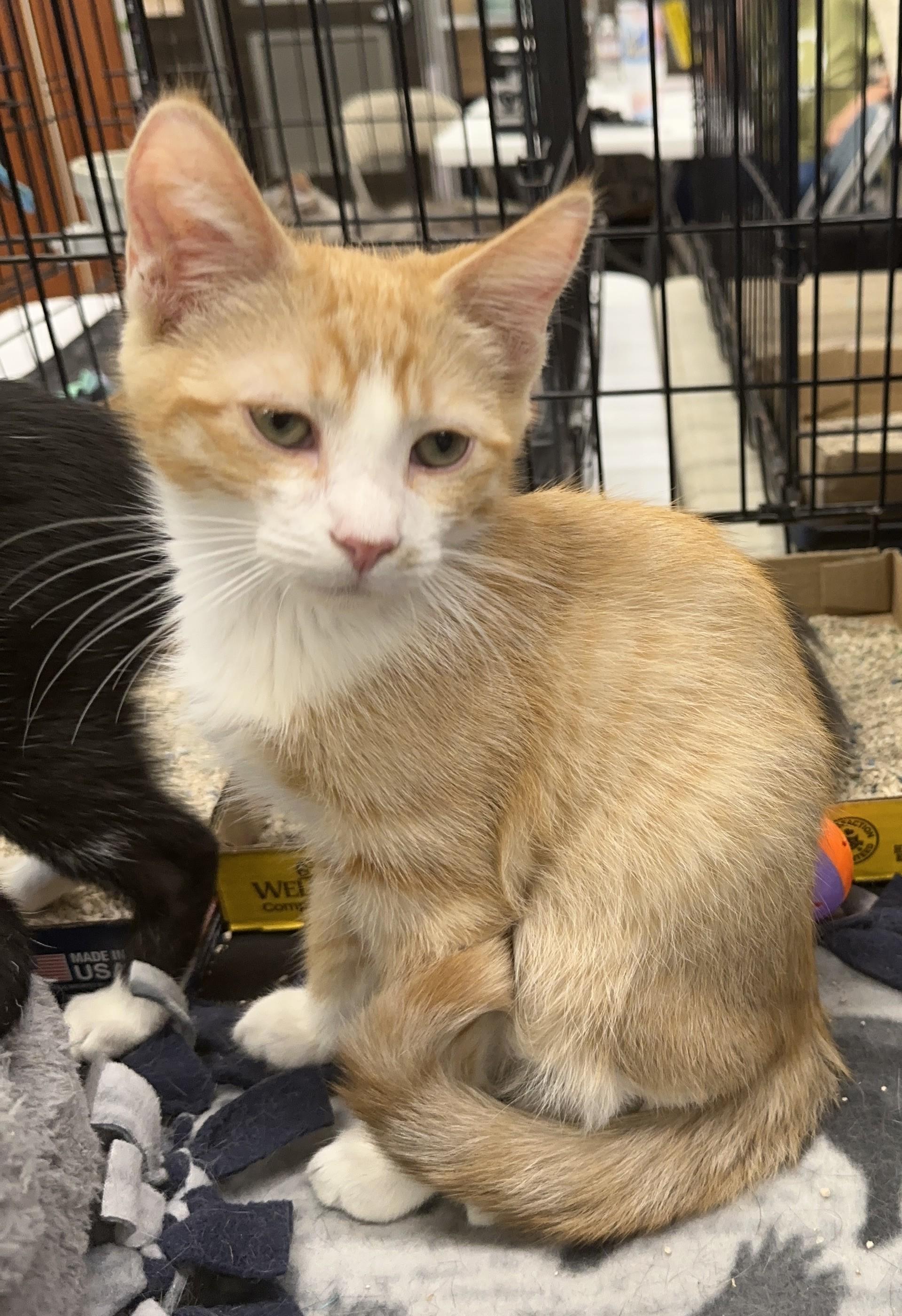 Enlarge Chopper, a Adopted Domestic Short Hair in Winchester, CA image 3/4