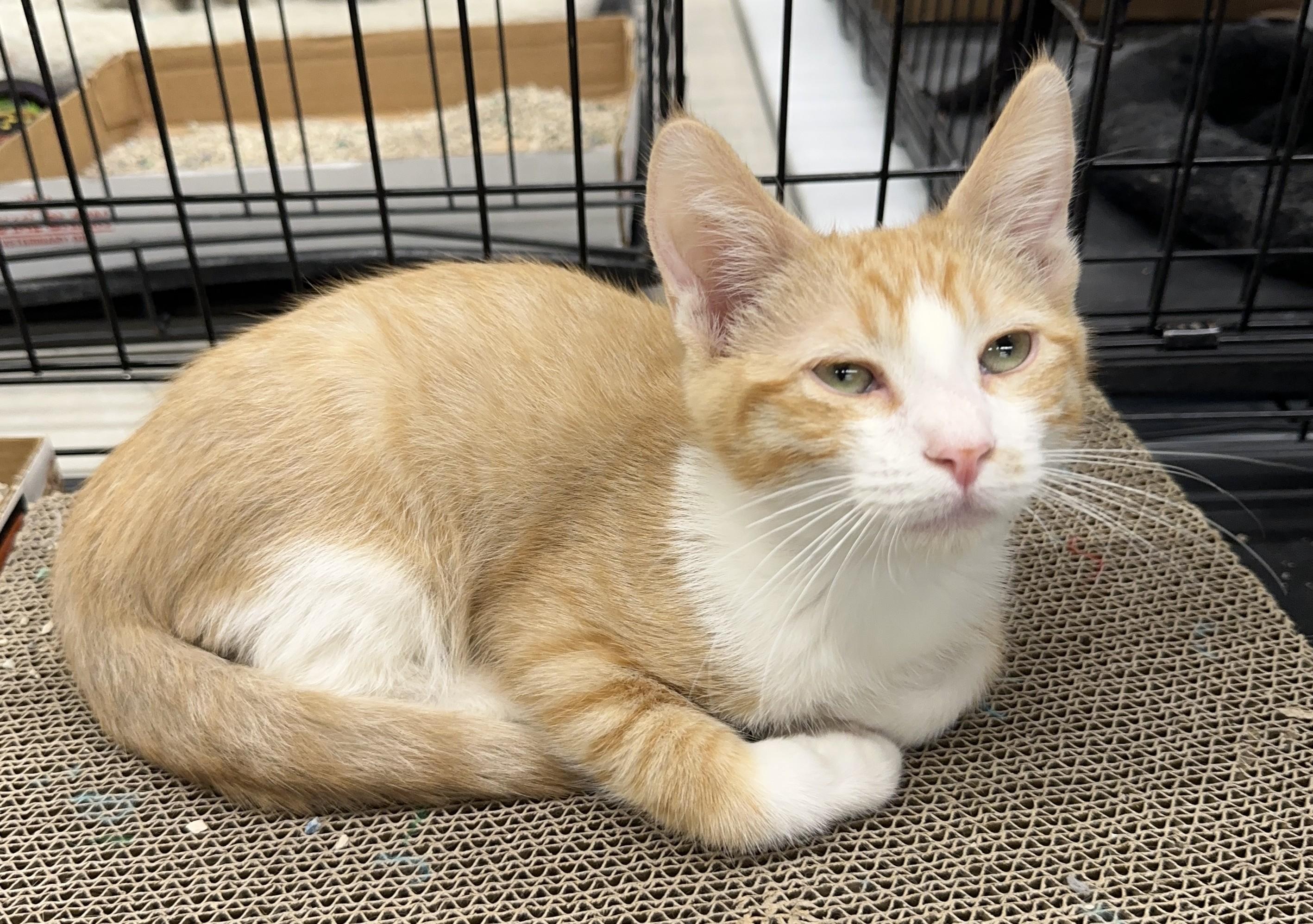 Enlarge Chopper, a Adopted Domestic Short Hair in Winchester, CA image 4/4