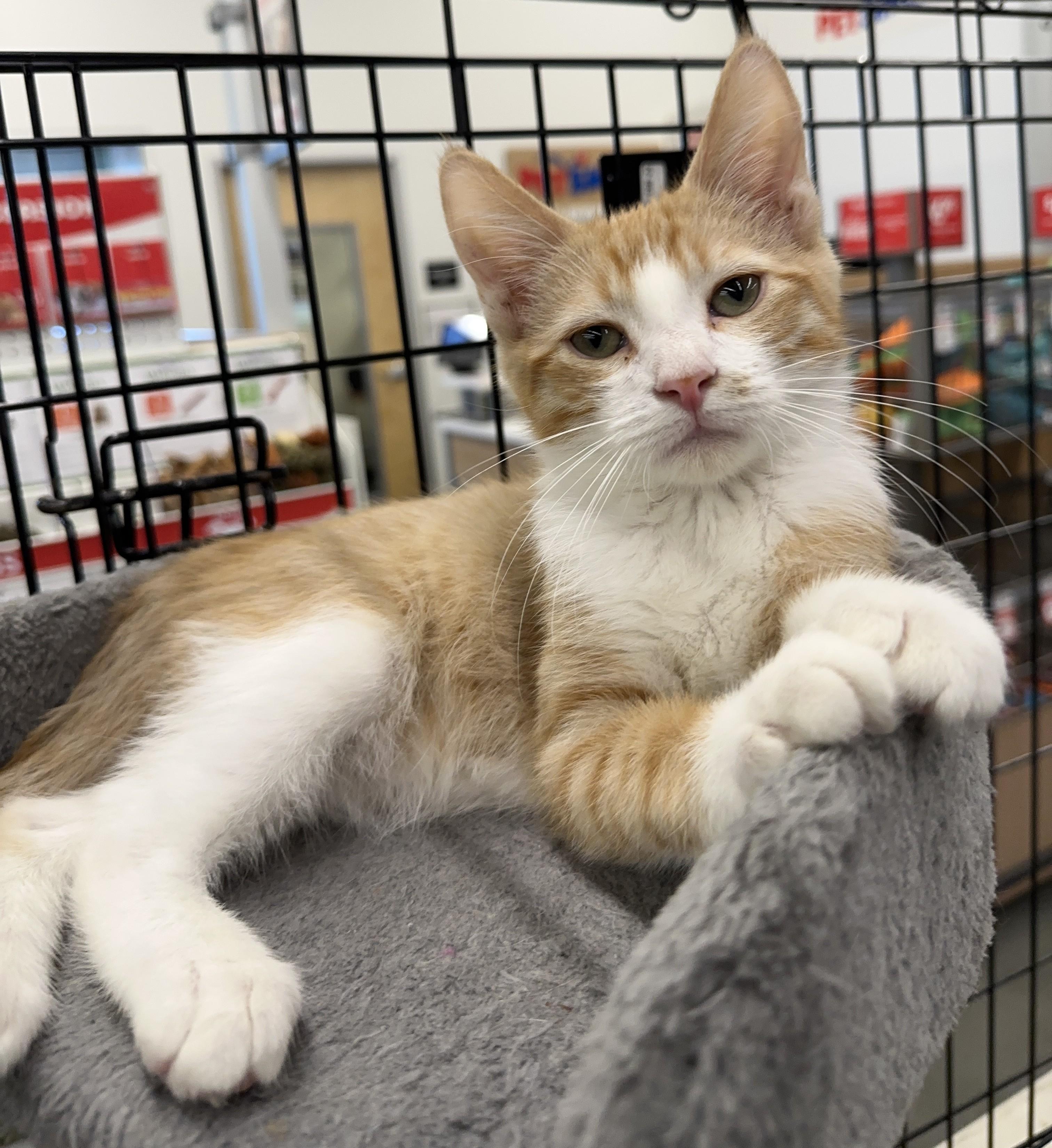 Chopper, Adopted, Kitten Male Domestic Short Hair.