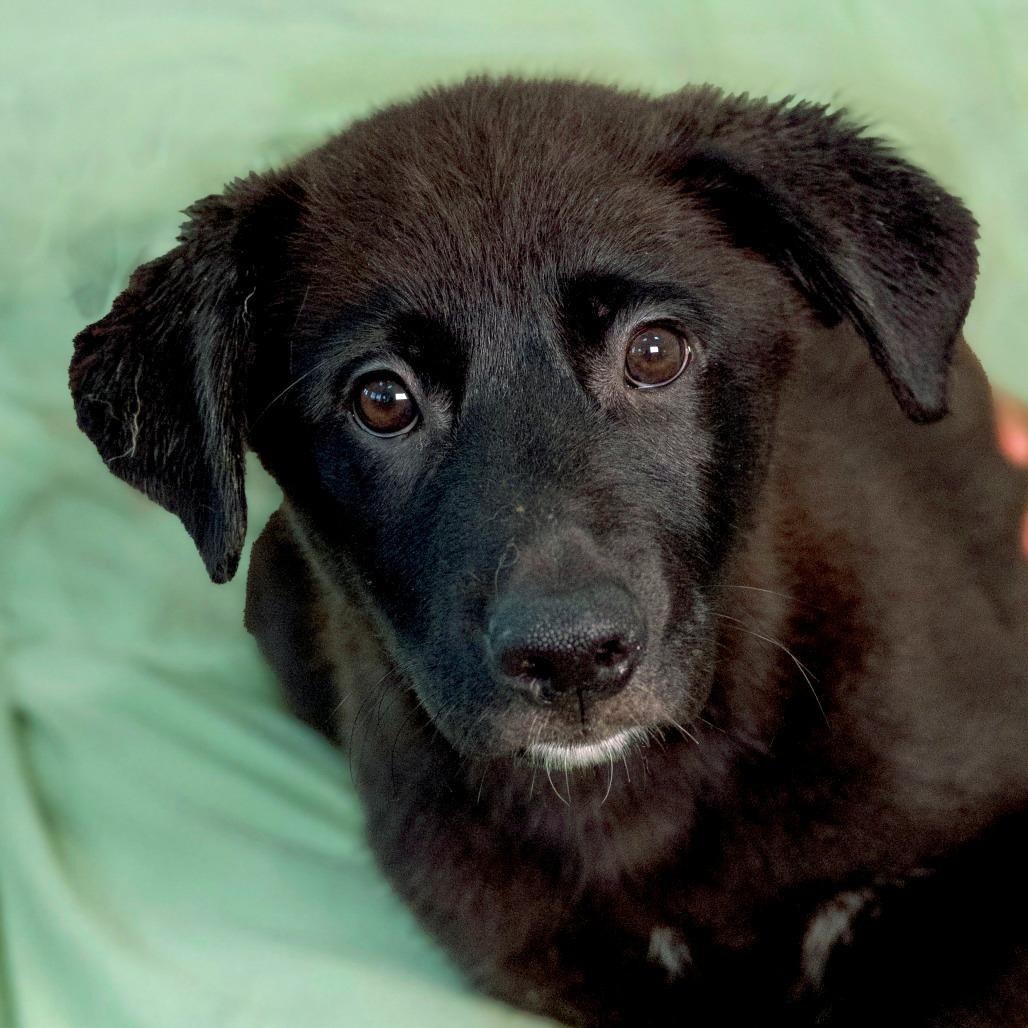 Oberon, Adoptable, Puppy Male Mixed Breed.