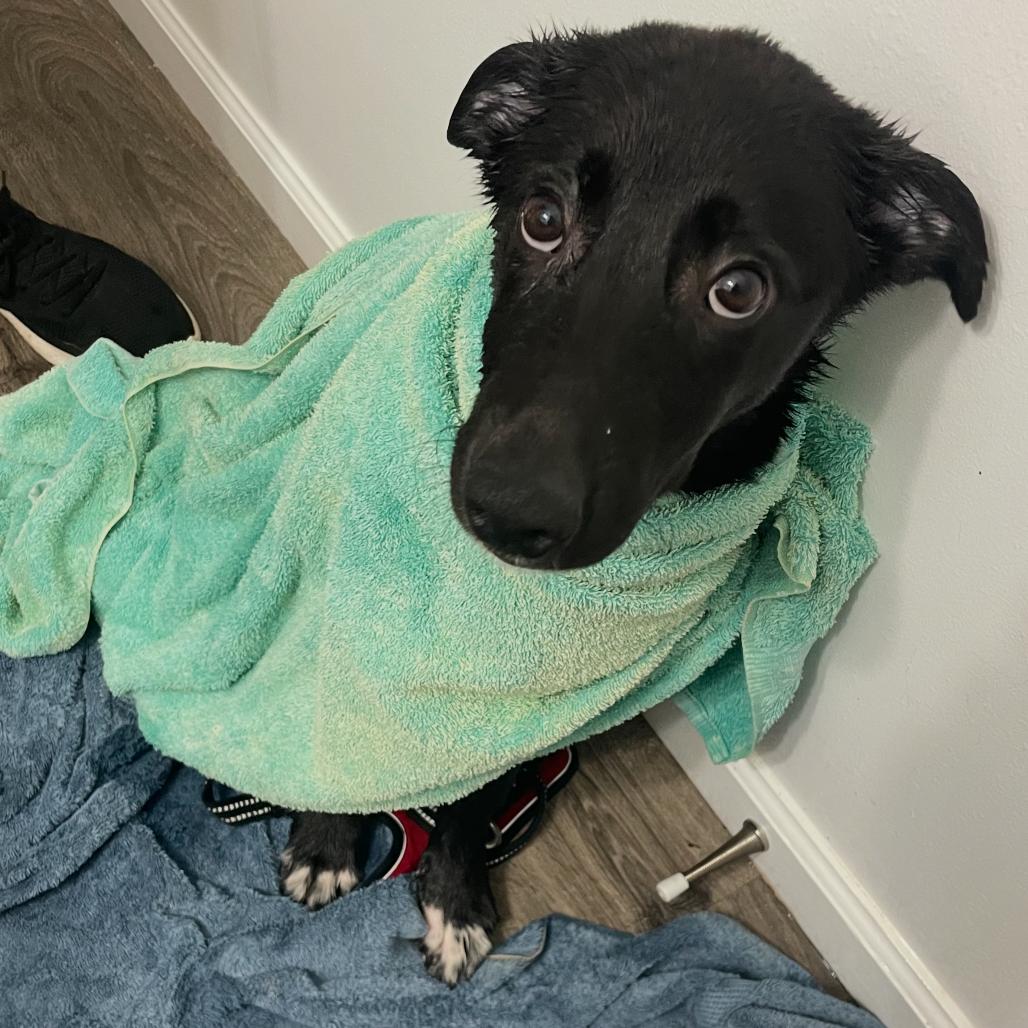 Enlarge Oberon, a Adoptable Mixed Breed in Chapel Hill, NC image 2/3