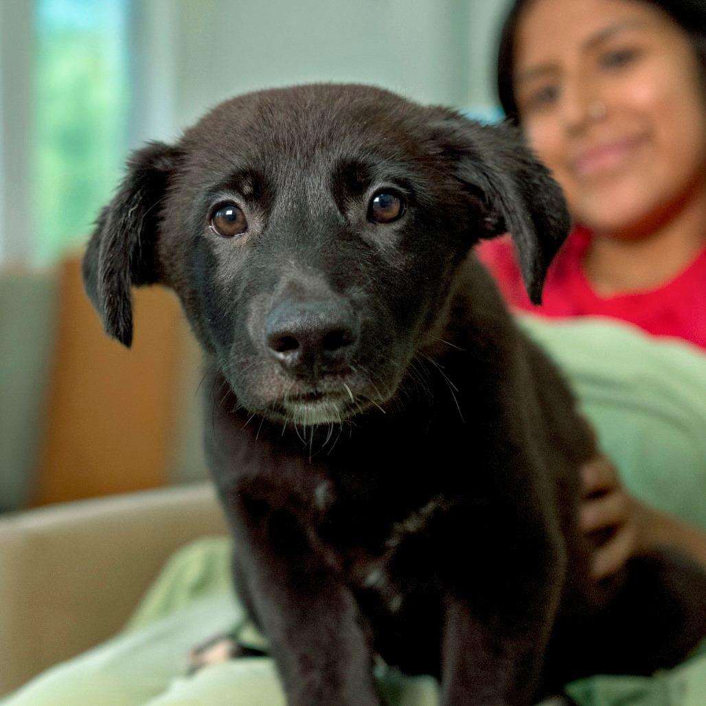 Enlarge Oberon, a Adoptable Mixed Breed in Chapel Hill, NC image 3/3