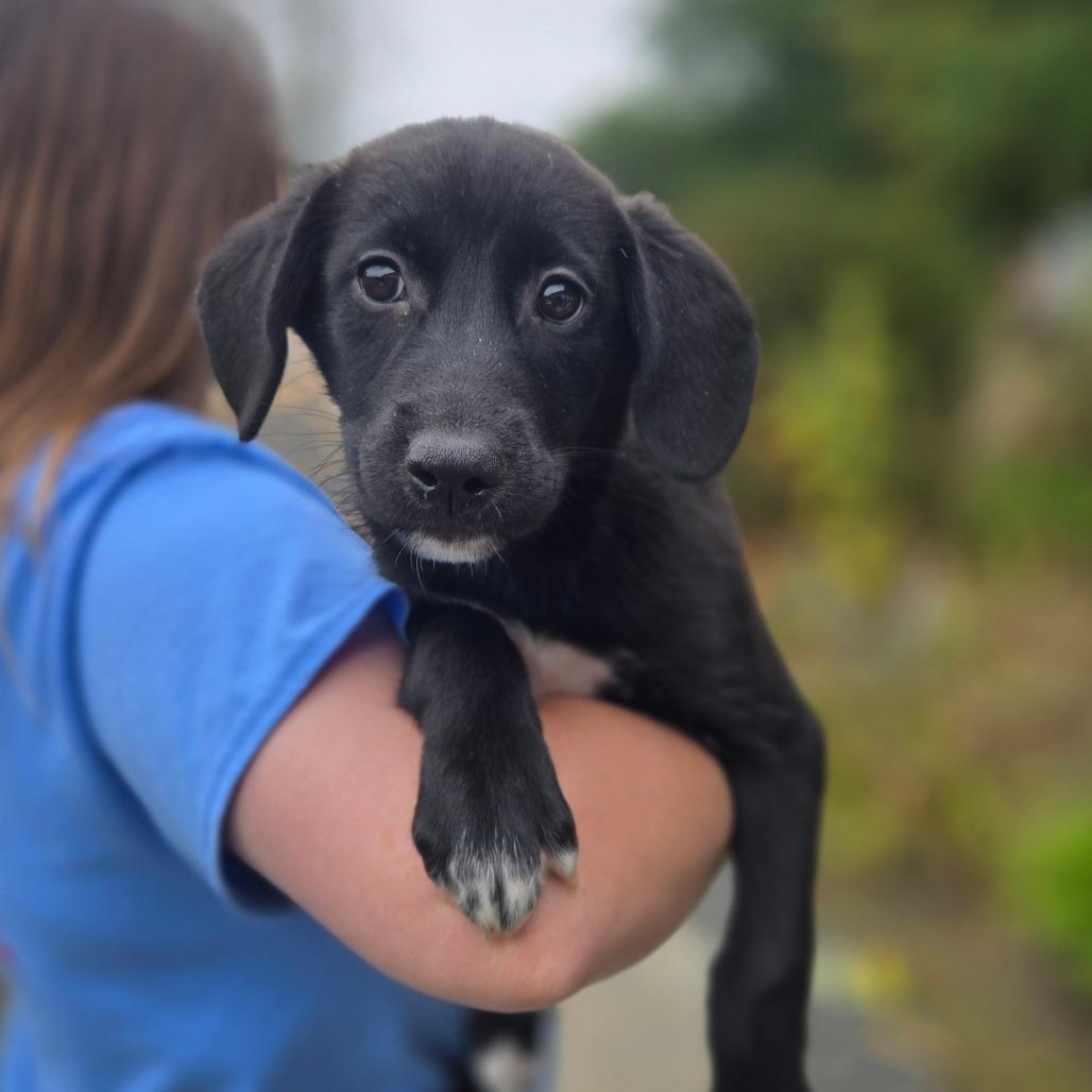 CT Billings avail Sep 26, Adoptable, Puppy Female Labrador Retriever & Great Pyrenees.