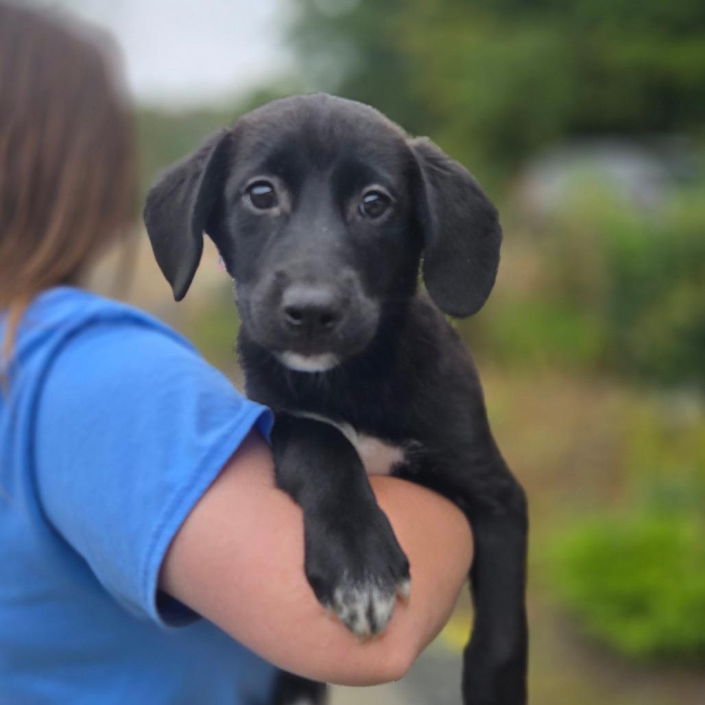 Enlarge CT Billings avail Sep 26, a Adoptable mixed breed in Stormville, NY image 2/2