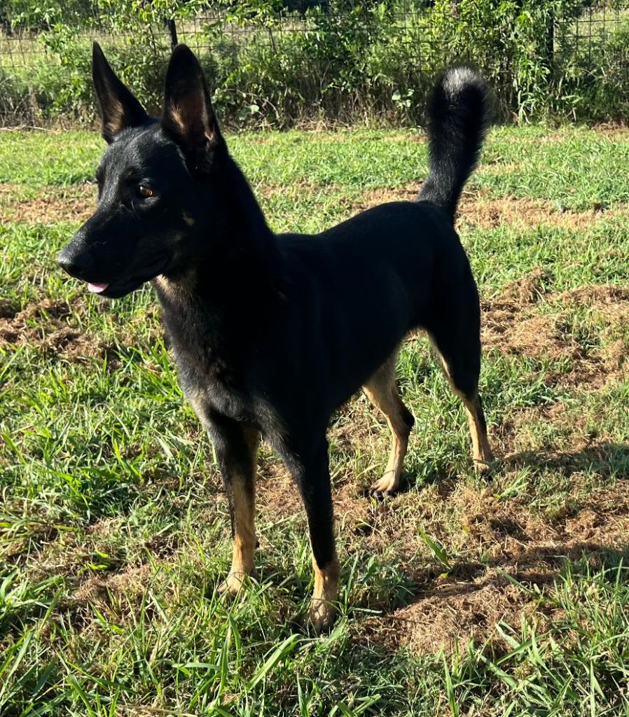 Enlarge Nova, a Adopted Belgian Shepherd / Malinois in Farmersville, TX image 1/2