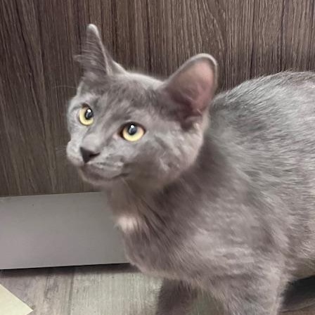 Flurry, adopted, Kitten Female Russian Blue.