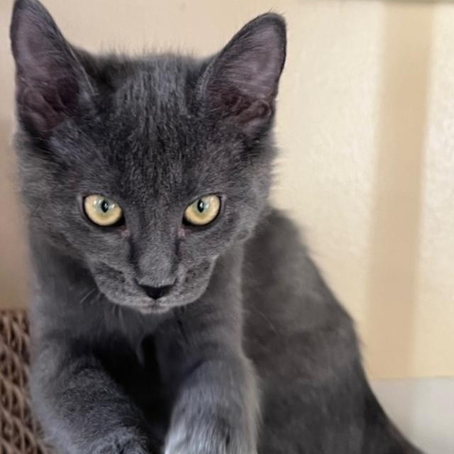 Enlarge Flurry, an adopted Russian Blue in Kankakee, IL image 2/2