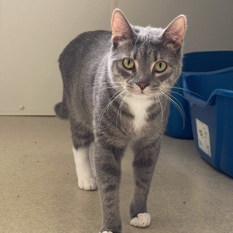 Enlarge Calypso, a Adoptable Domestic Short Hair in Centralia, IL image 3/4