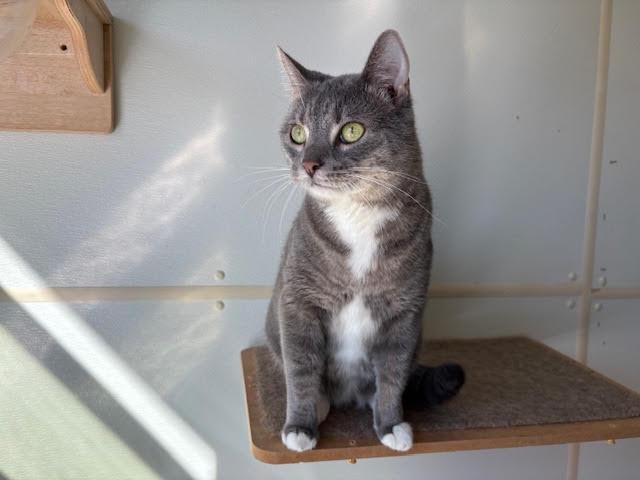 Calypso, an adoptable Domestic Short Hair in Centralia, IL, 62801 | Photo Image 4