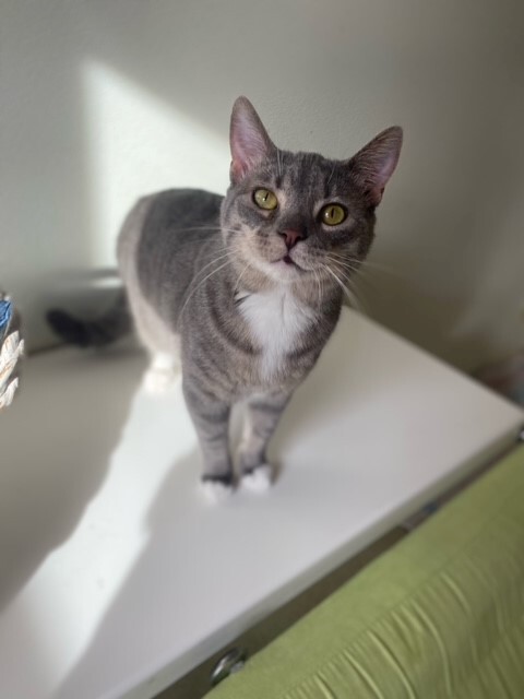 Enlarge Calypso, a Adoptable Domestic Short Hair in Centralia, IL image 4/4