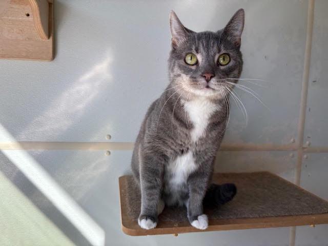 Calypso, an adoptable Domestic Short Hair in Centralia, IL, 62801 | Photo Image 1