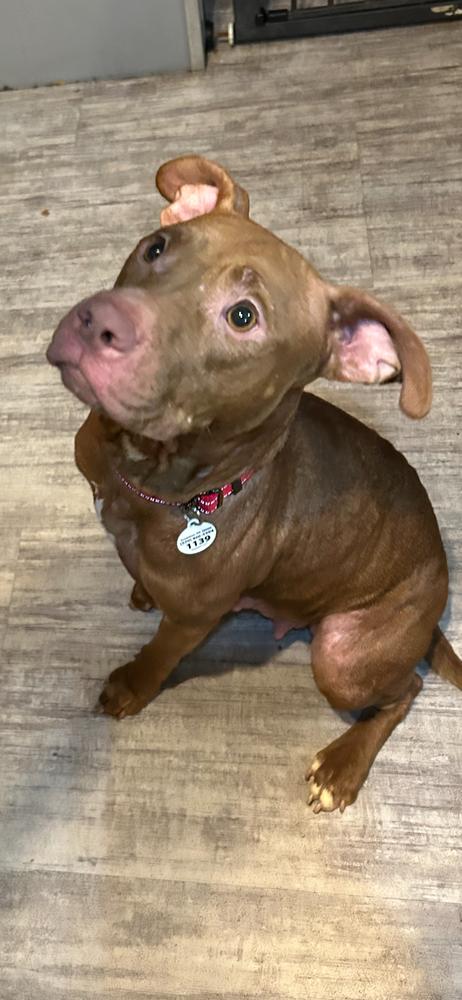 MJ, a Adoptable mixed breed in Scranton, PA image 1/2