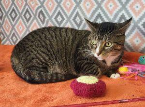 Enlarge Pookie, a Adoptable Domestic Short Hair in Bucyrus, OH image 3/3