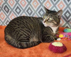 Enlarge Pookie, a Adoptable Domestic Short Hair in Bucyrus, OH image 2/3