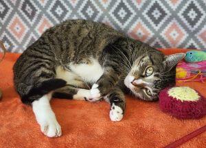 Pookie, Adoptable, Adult Female Domestic Short Hair.