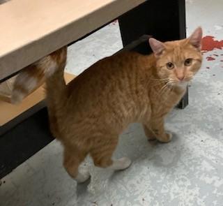Apricot