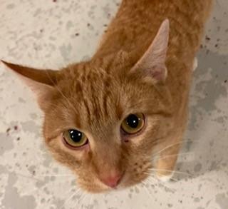 Apricot