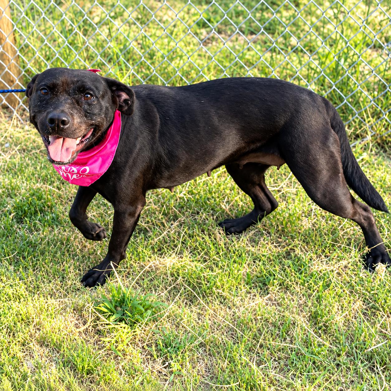 Enlarge Grace, a Adoptable mixed breed in Cleveland, OH image 6/6