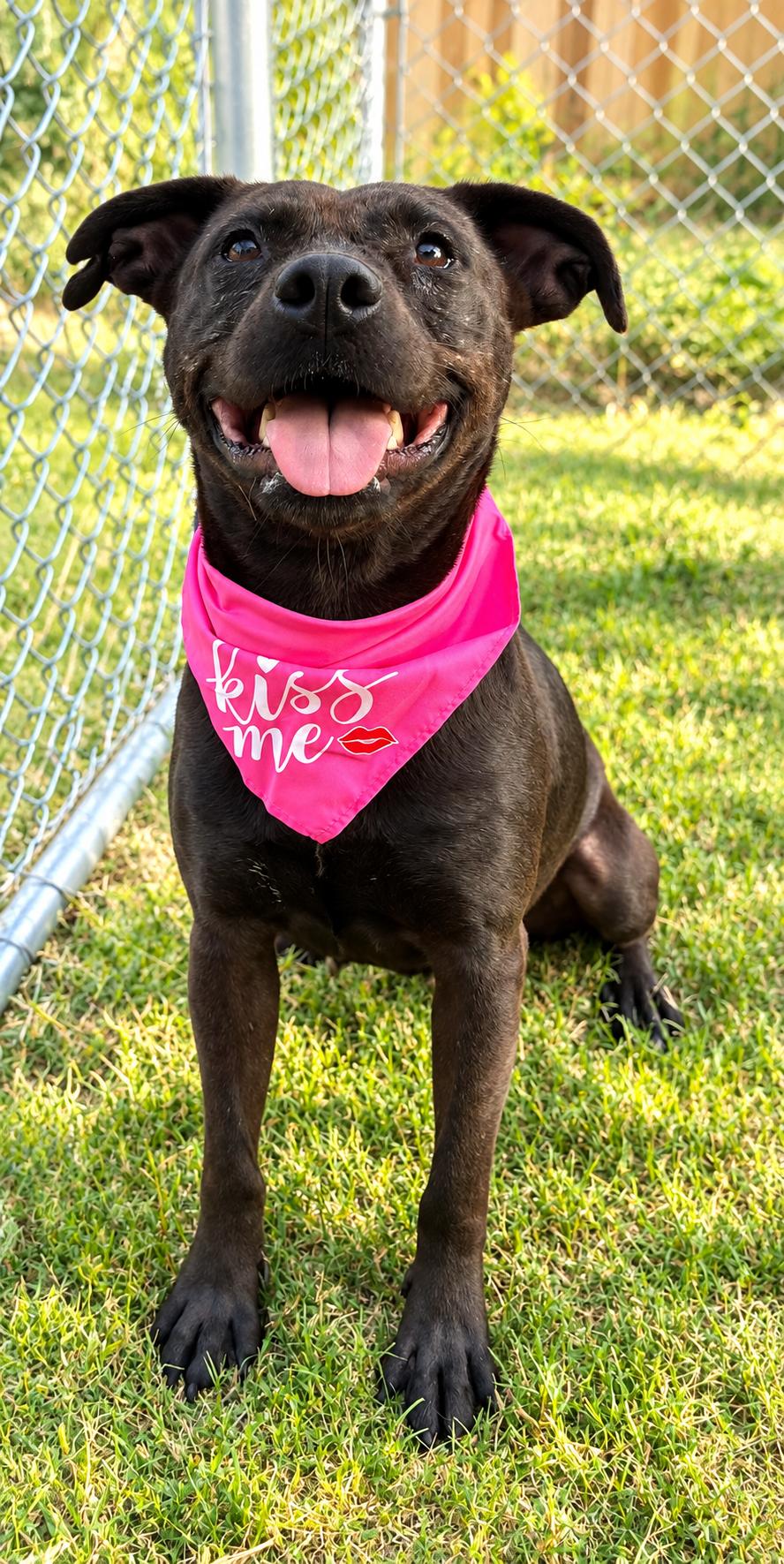 Grace, ADOPTABLE, Young • Female, American Staffordshire Terrier & Black Labrador Retriever.
